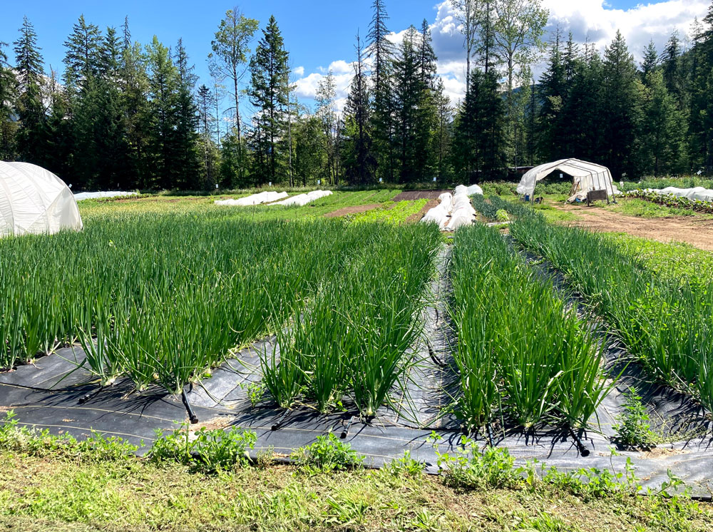 Photo for blog post about the pandemic and food systems roundtables