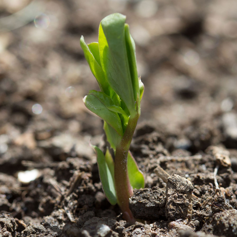 Photo of a plant growing out of soil.